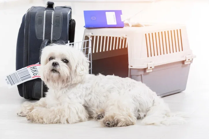 How to Bring Your Pet to Phuket - Home In Phuket