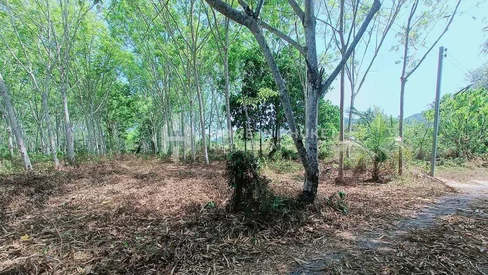 Superbe terrain de 3,2 Rai à Thep Krasatti