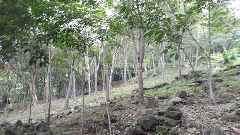 Un terrain privilégié avec vue sur mer à vendre à Nanai, Patong