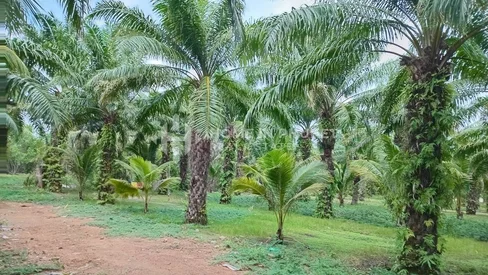 Terre de 15 Rai à Paklok