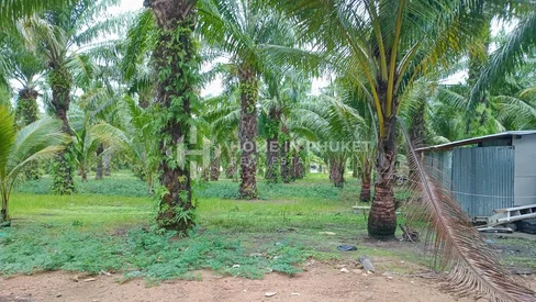 Terre de 15 Rai à Paklok