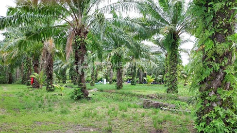 Terre de 15 Rai à Paklok