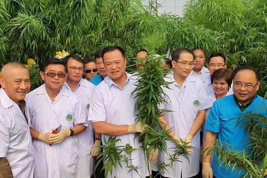 Cannabis Legalization In Phuket