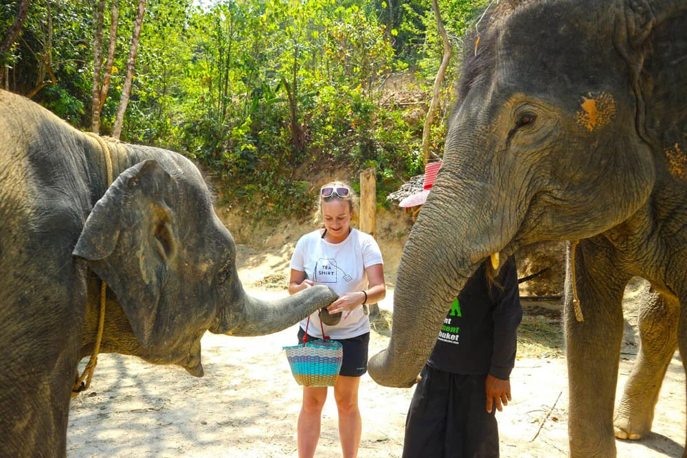 Feeding the elephants