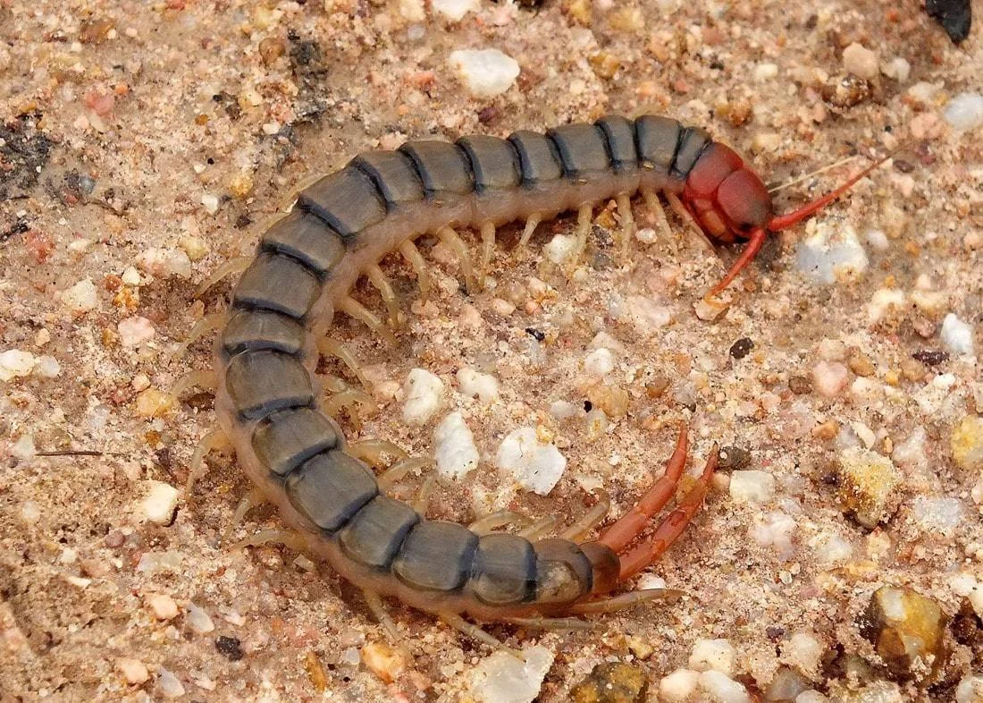 Close up of a centipede