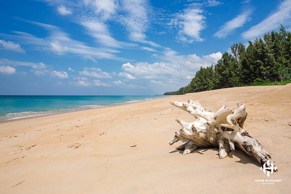 Large piece of driftwood on Mai Khao Beach