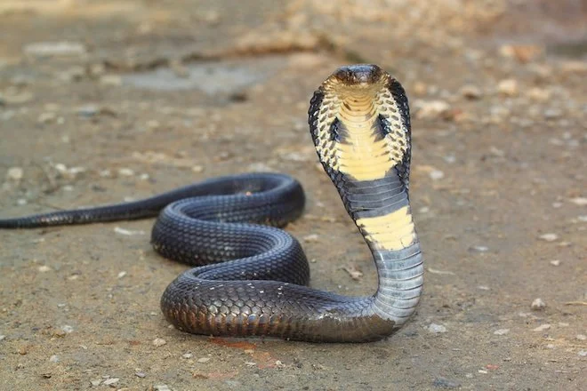 A cobra flaring its hood