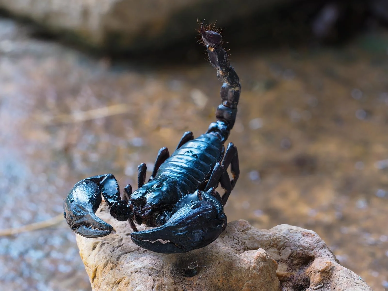 Black scorpion with raised stinger