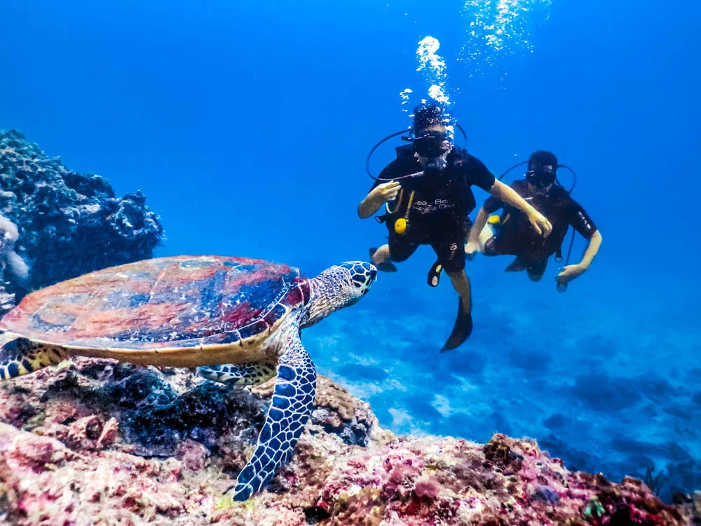 2 divers who have spotted a sea turtle